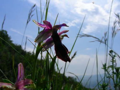 Ophrys benacensis cfr -02001.jpg