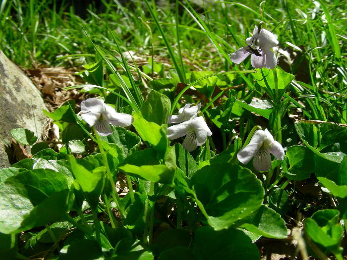 Viola-palustris-L.-53.jpg