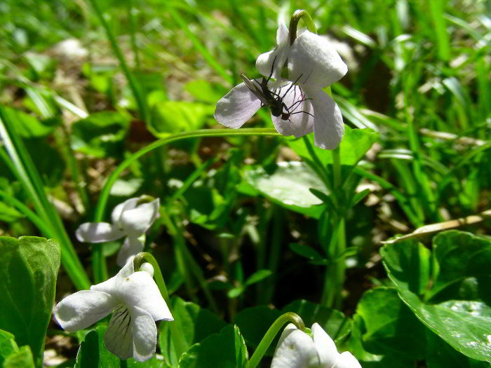 Viola-palustris-L.-68.jpg