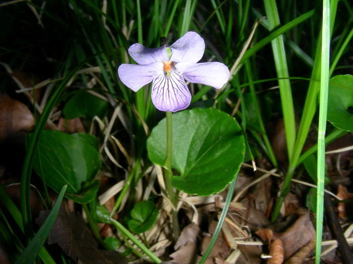 Viola-palustris-L.-69.jpg