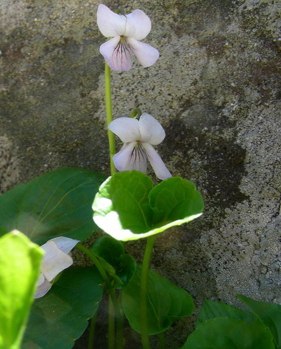 Viola-palustris-L.-75.jpg