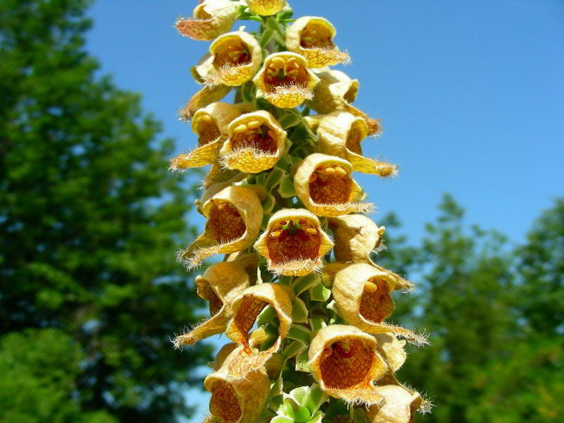 Copia di Digitalis ferruginea 240.JPG
