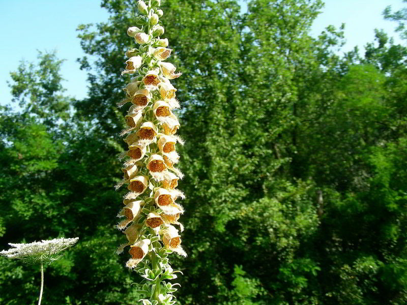 Copia di Digitalis ferruginea 245.JPG