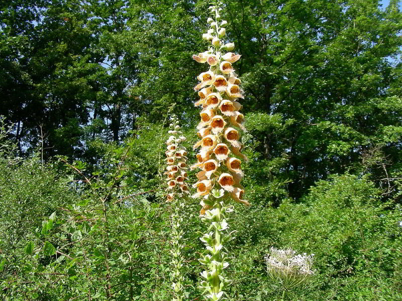 Copia di Digitalis ferruginea 250.JPG