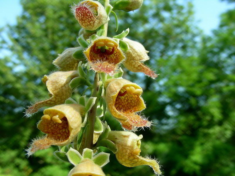 Copia di Digitalis ferruginea 255.JPG