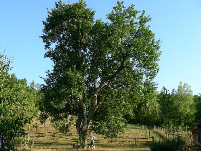 Pyrus-communis-972.jpg