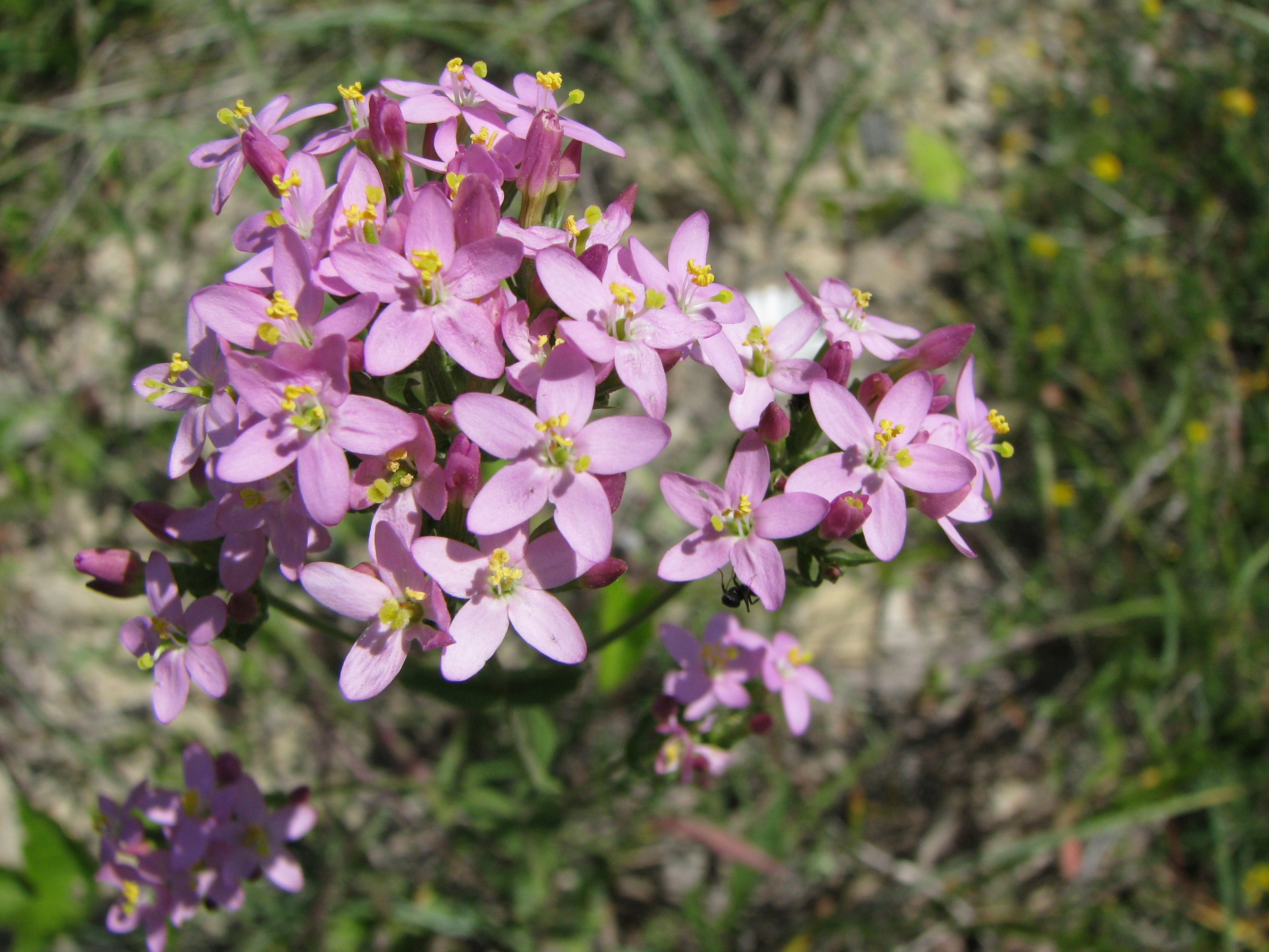 IMG_0360 Centaurium erythraea.jpg