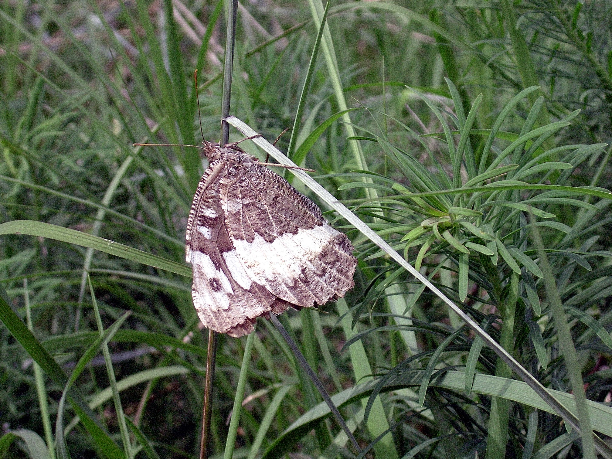 Kanetisa circe 23-09-05 Parco Taro Noceto PR 7692 copia.jpg