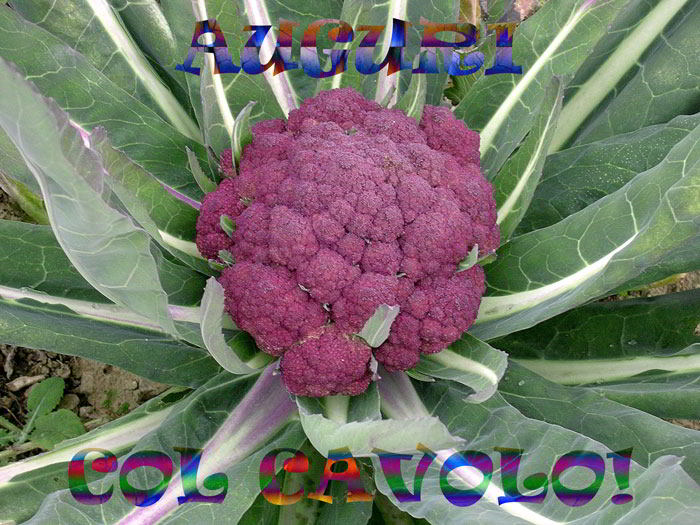 Auguri-al-Cavolfiore.jpg