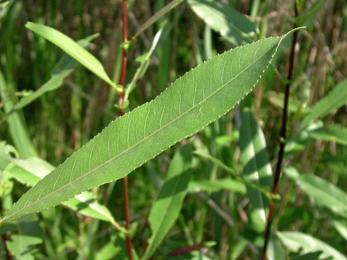 Salix-triandra-118.jpg