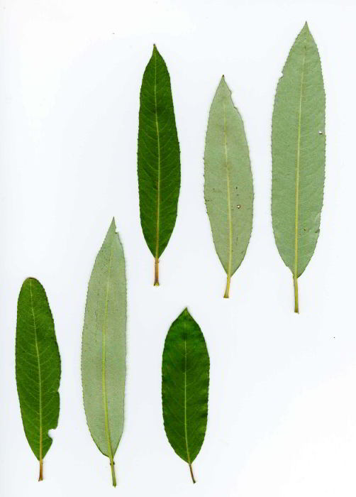 Salix-triandra-PT-12set0515.jpg