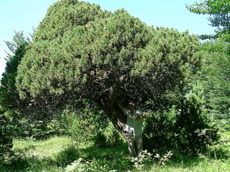 Copia di Pinus uncinata 138.JPG