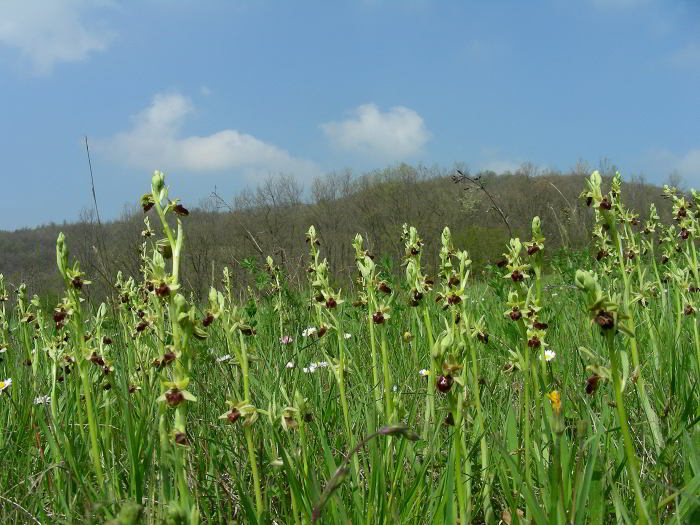 Ophrys-sphegodes-63l.jpg
