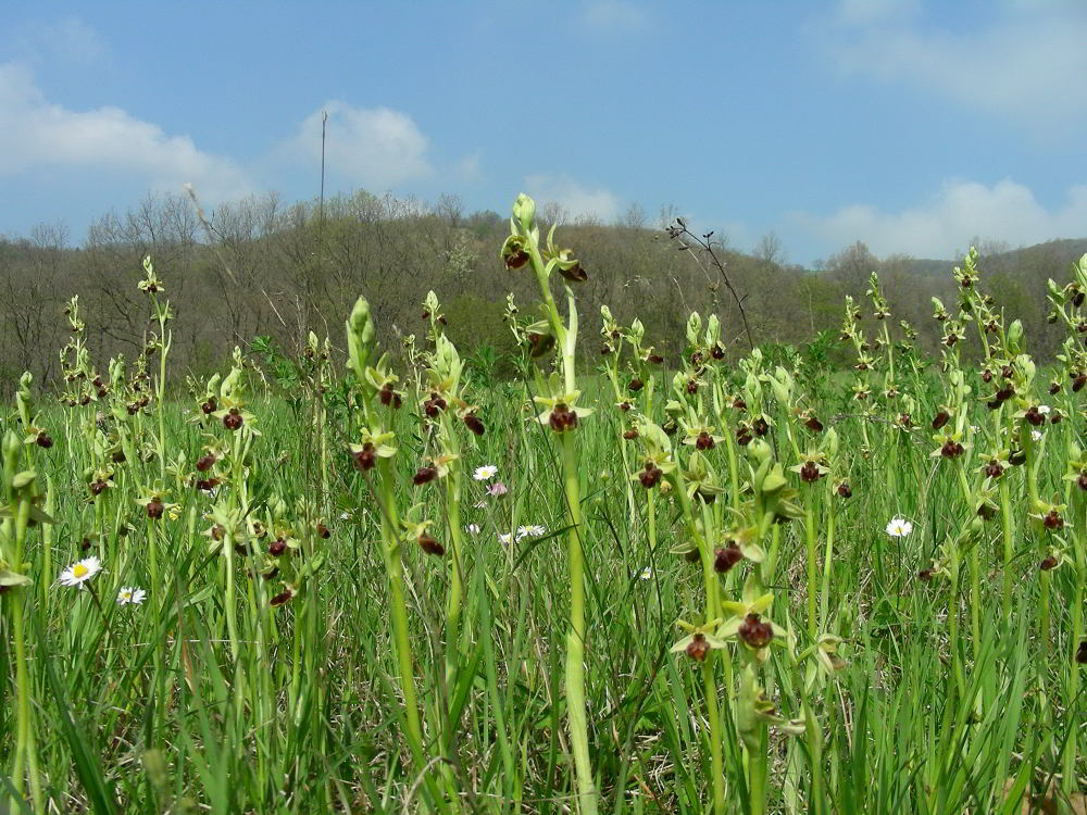 Ophrys-sphegodes-Mill.jpg