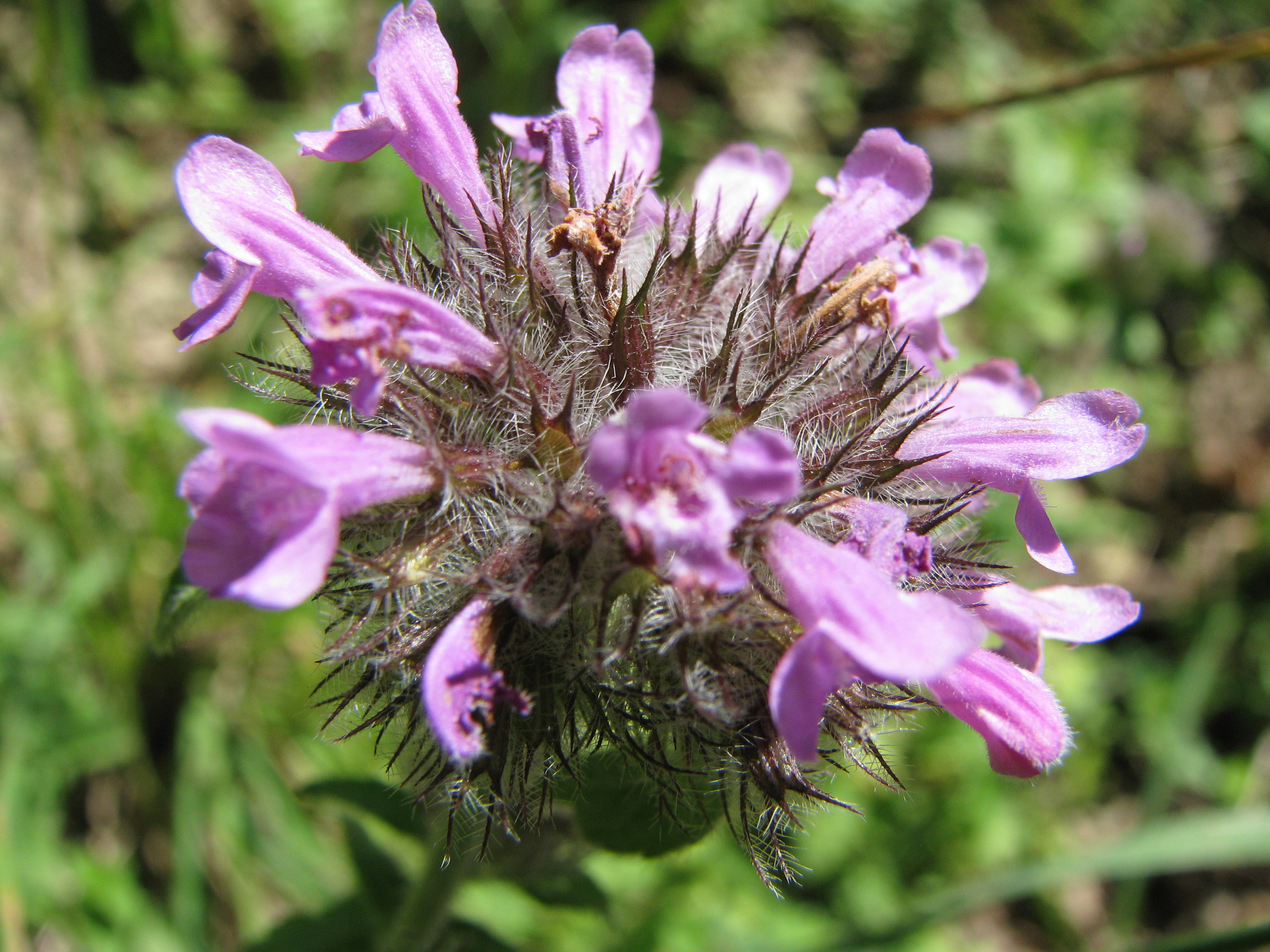 fiore 1 monte Dosso.jpg