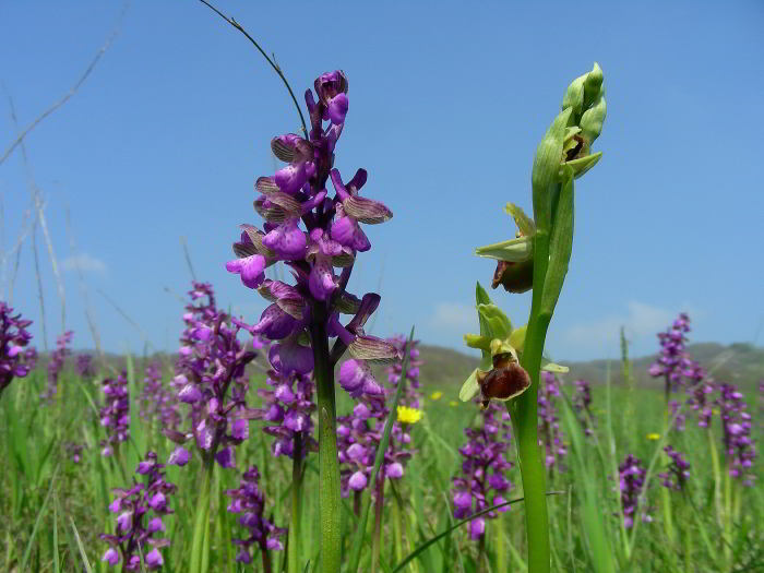Orchis-morio-L.--140409-53.jpg