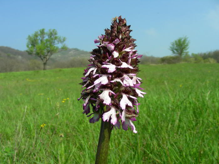 Orchis-purpurea-Huds.jpg