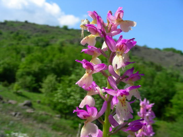 Orchis-provincialis-x-Orchi.jpg