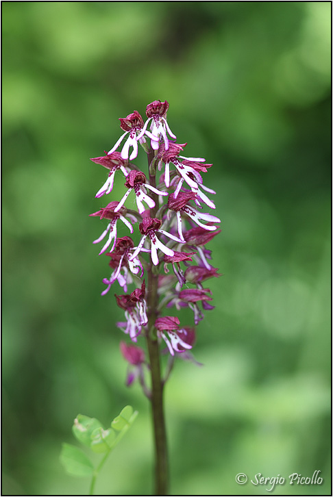 Orchis-x-angusticruris-20120515-006-JWf.jpg