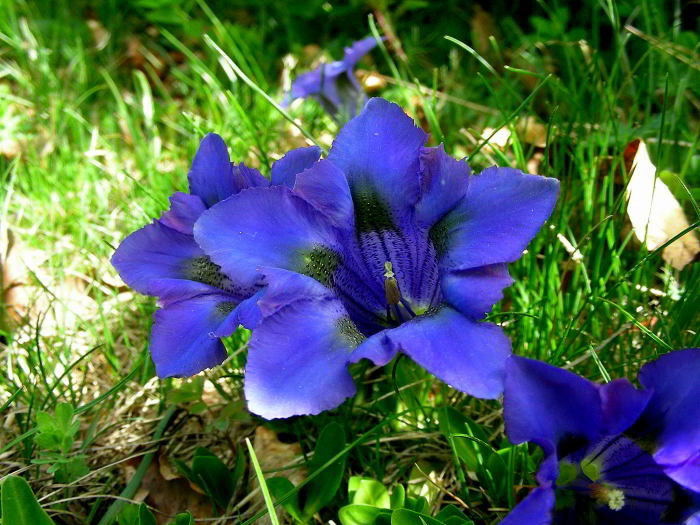 Gentiana-acaulis-L.-53.jpg