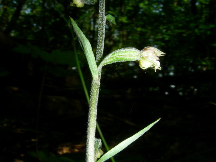 Epipactis-microphylla-15.jpg