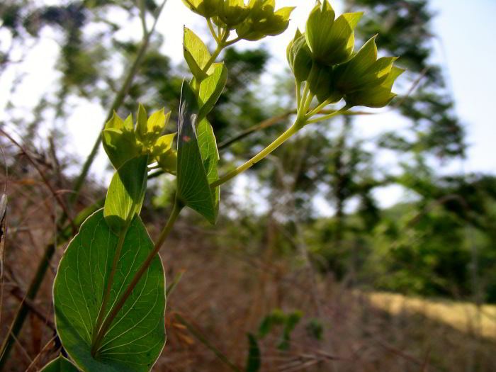 Bupleurum-rotundifolium-6.jpg