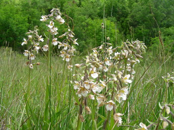 Epipactis-palustris-297.jpg