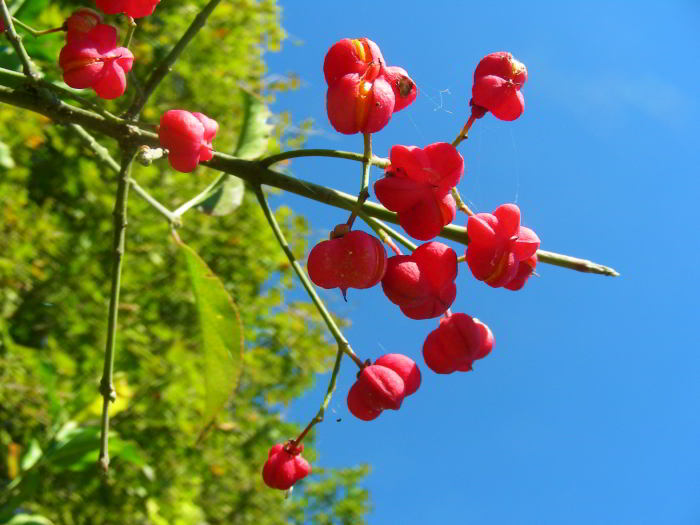 Euonymus europaeus L. 59.jpg