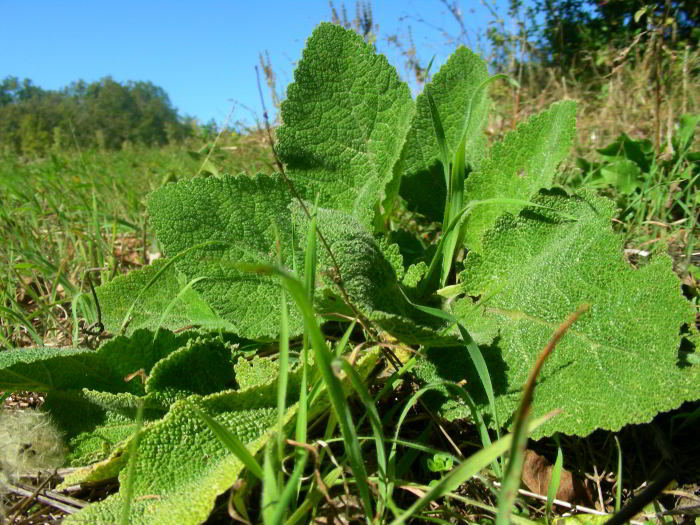 Salvia sclarea L. 97.jpg