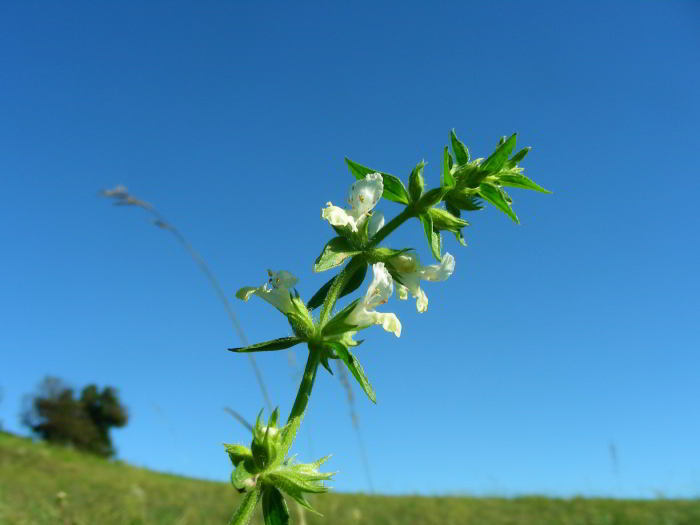 Stachys annua (L.) L. 39.jpg