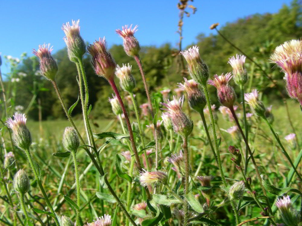 Erigeron acris L.  90.jpg