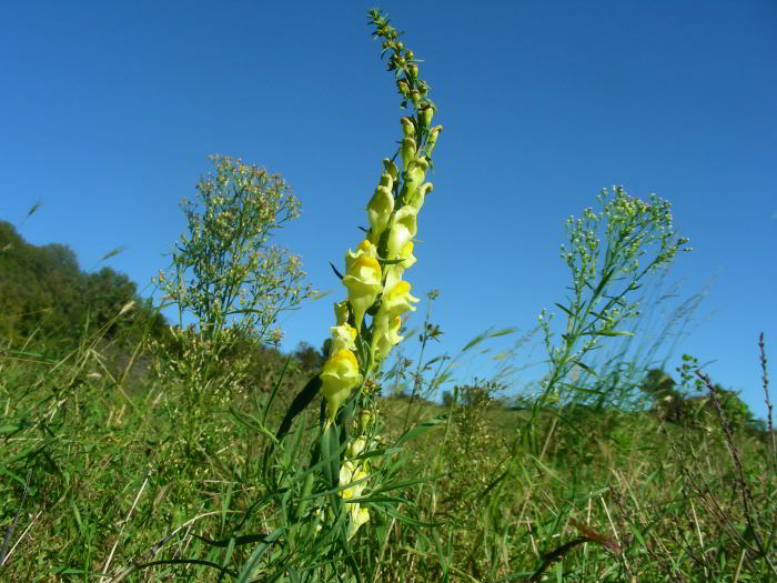 Linaria vulgaris Mill. 07.jpg