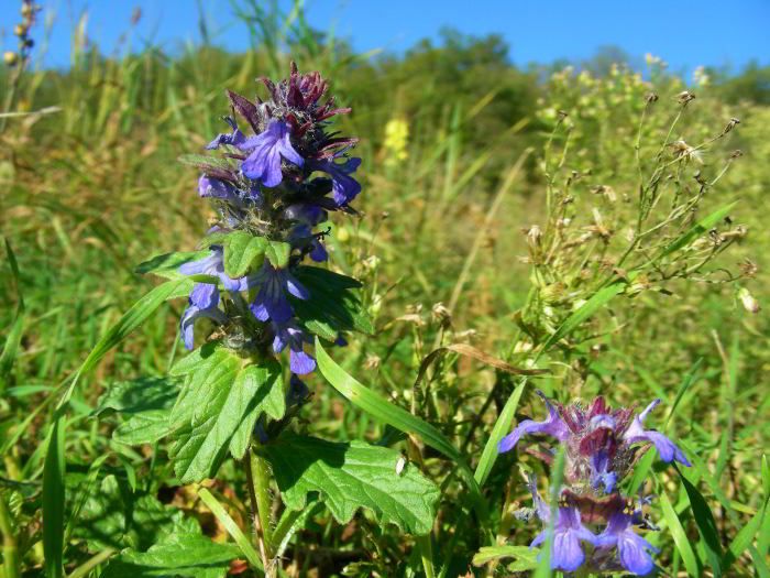 Ajuga genevensis L.13.jpg