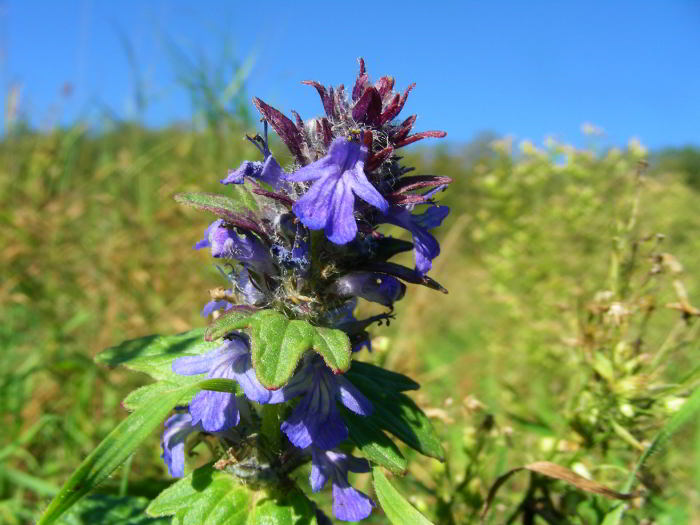 Ajuga genevensis L.14.jpg