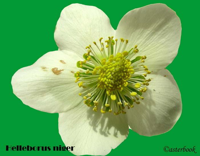 Helleborus-niger-L.-120229-.jpg