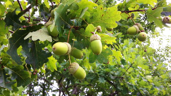 Quercus-robur.jpg