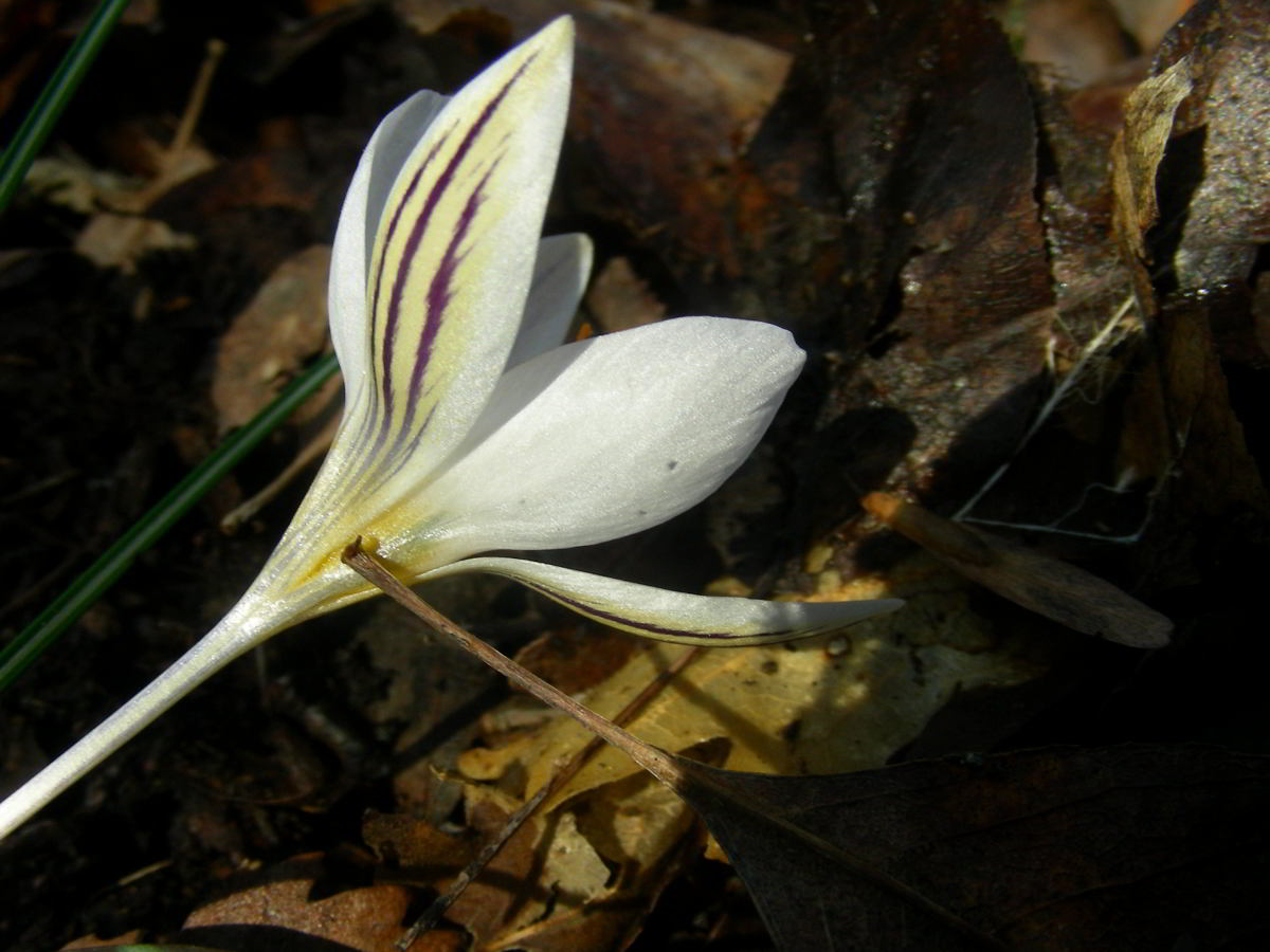 Crocus-biflorus-Mill.-2.jpg