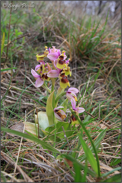 Ophrys-tenthredinifera-20160405-025-JGf.jpg