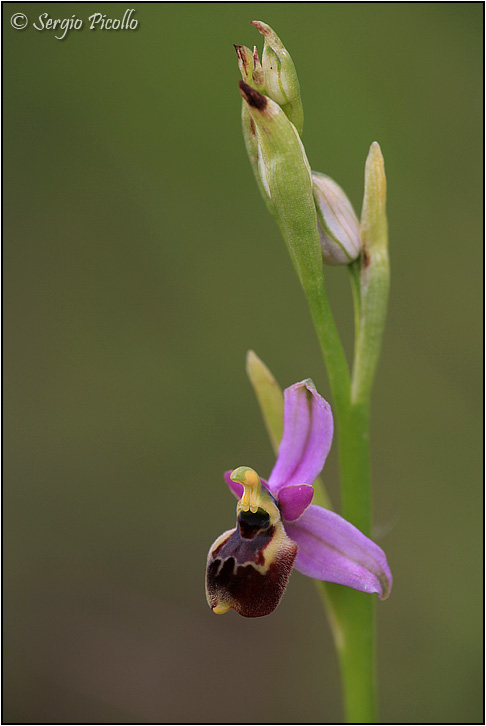 Ophrys-tetraloniae-20160614-018-JGf.jpg
