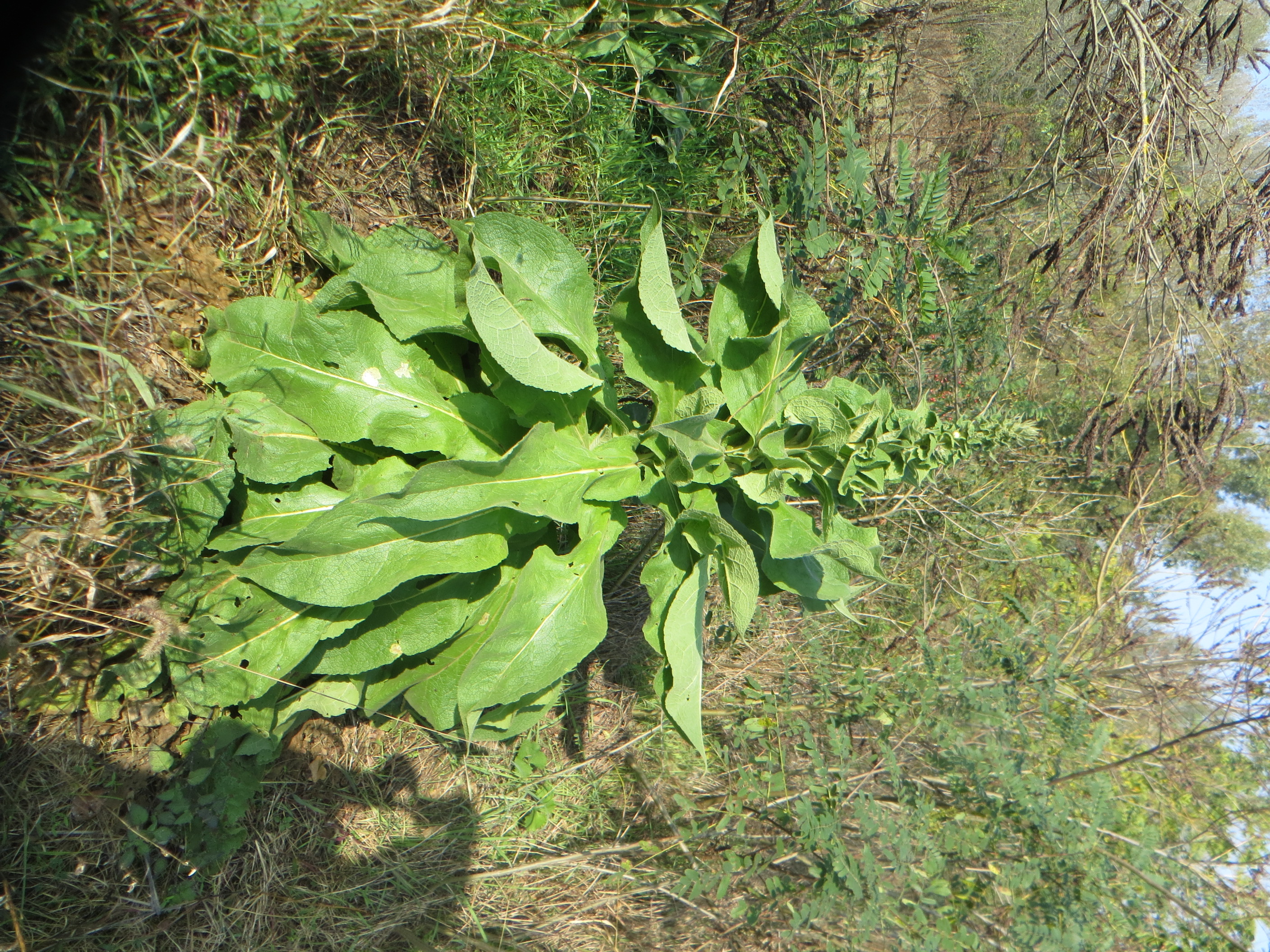 Salvia - chia.jpg