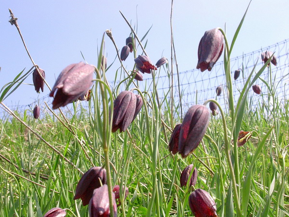 Fritillaria-montana-Hoppe-e.jpg