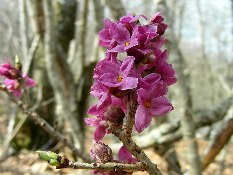 Daphne mezereum L.  10apr09 301.JPG