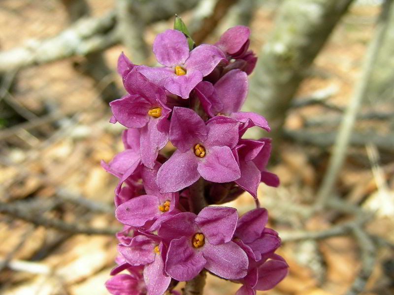 Daphne mezereum L.  10apr09 309.JPG