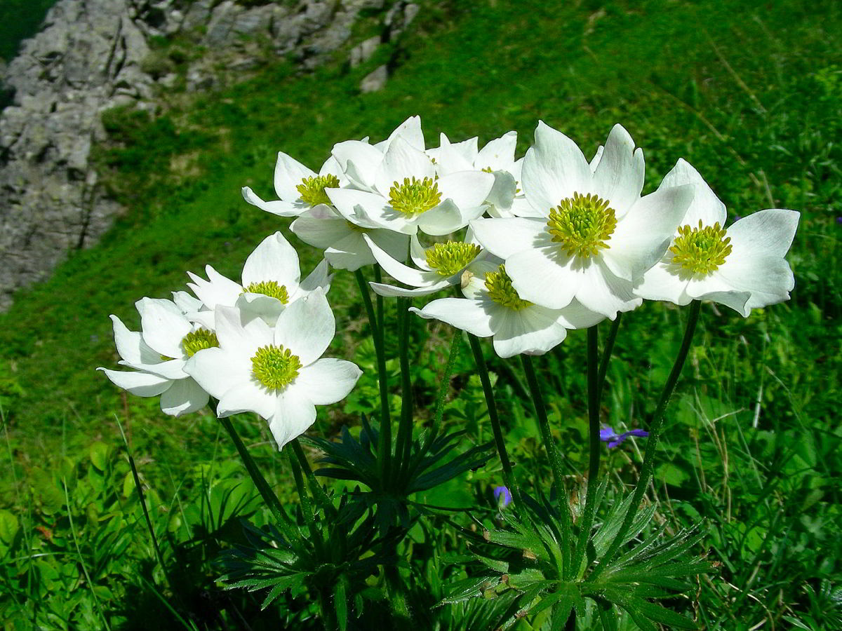 Anemonastrum-narcissiflorum.jpg