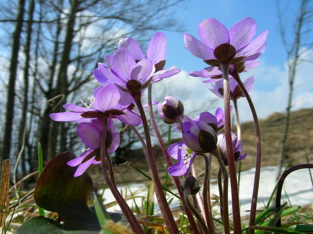 Hepatica nobilis Schreb.10apr09 268.JPG