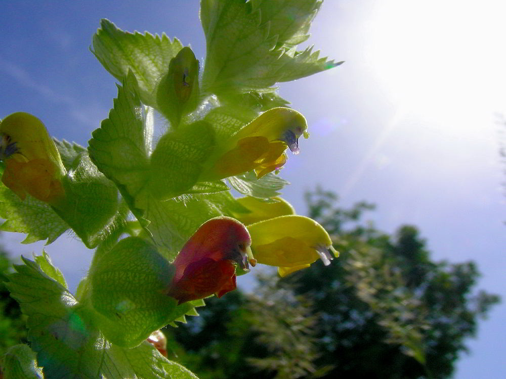 Rhinanthus alectorolophus 686.JPG