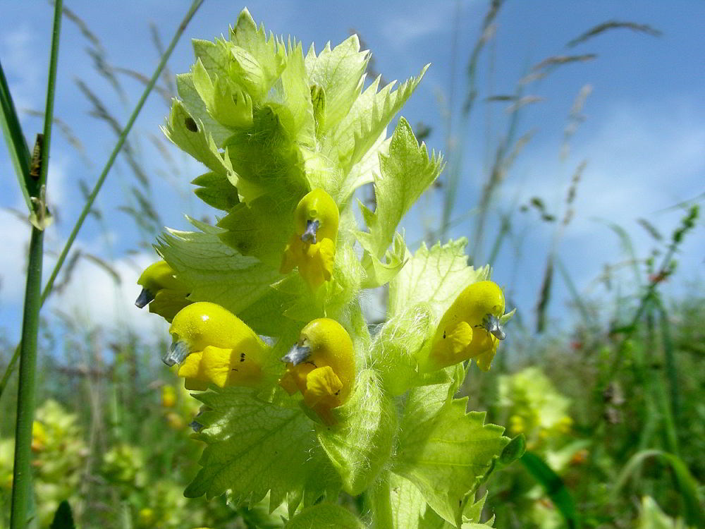 Rhinanthus alectorolophus 688.JPG