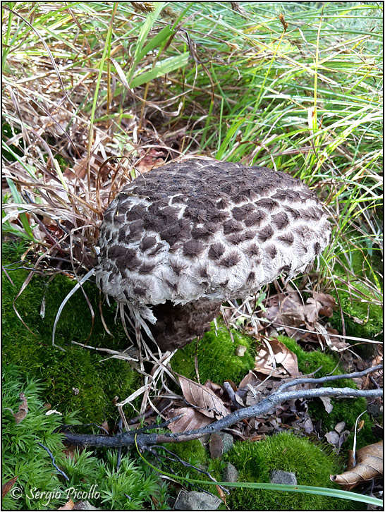 Strobilomyces-strobilaceus-20180801-002-JGf.jpg