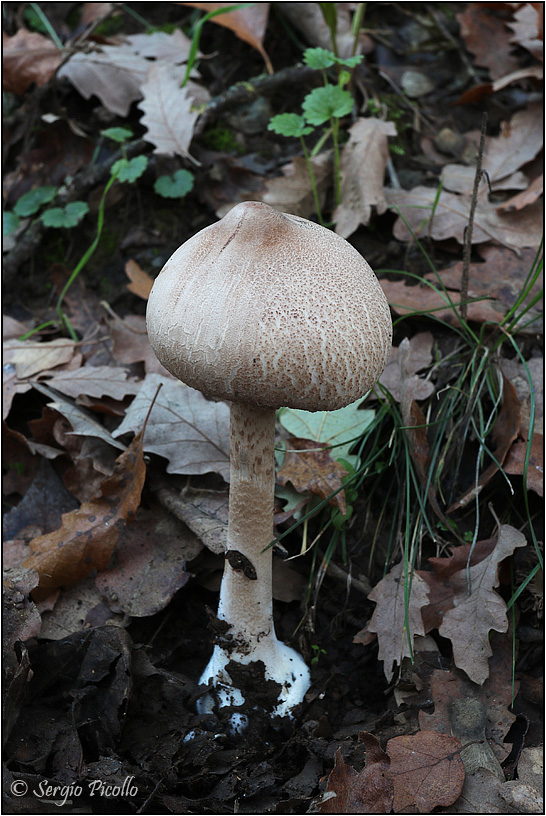 Macrolepiota-mastoidea-20181109-004-JWf.jpg