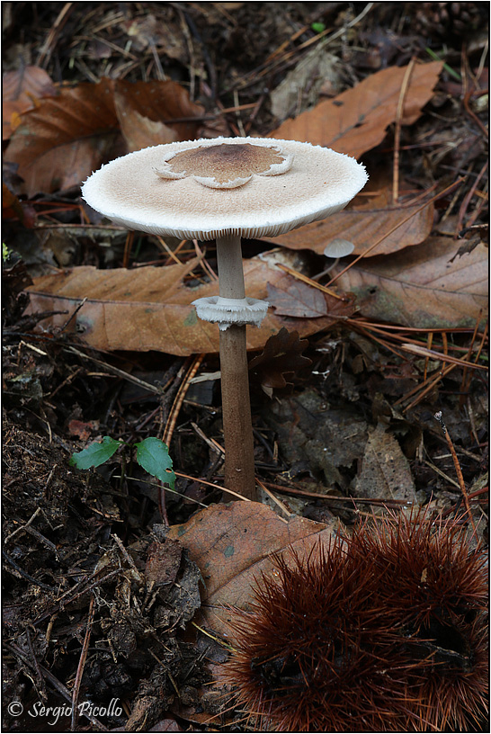 Lepiota-sp-20181109-001-JWf.jpg